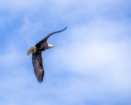 Bald eagle glides effortlessly through the clear blue morning sky in Alaska's stunning landscape.の写真素材