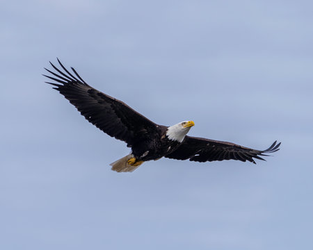 A bald eagle glides through the clear morning sky of Alaska, showcasing its majestic wings.の写真素材
