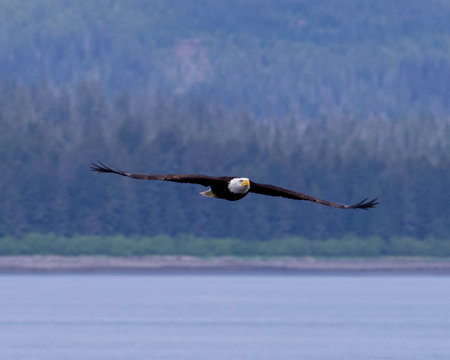 A bald eagle glides gracefully above serene waters in Alaska during the morning hours.の写真素材