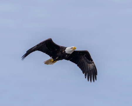 A bald eagle glides gracefully above the stunning landscapes of Alaska during morning hours.の写真素材
