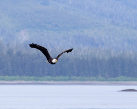 A majestic bald eagle glides gracefully over calm waters in Alaska at dawn, surrounded by nature.の写真素材