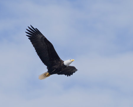 A majestic bald eagle glides through the clear morning sky in Alaska, showcasing its strong wings.の写真素材