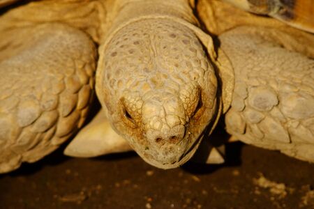 turtle head from the front sideの写真素材
