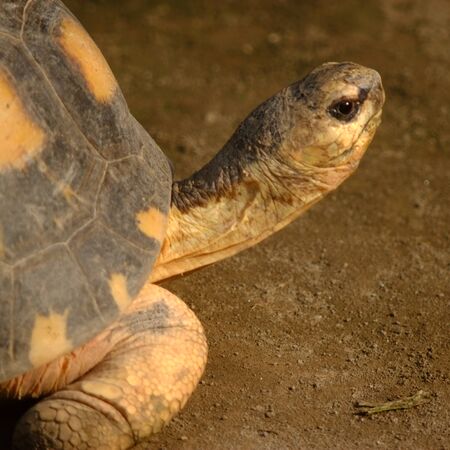 the head and legs of the tortoise from the sideの写真素材