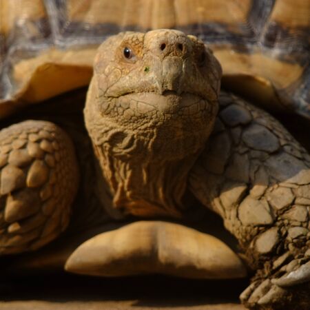 tortoise with a head outside the shellの写真素材