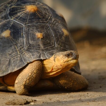 tortoise with a head outside the shellの写真素材