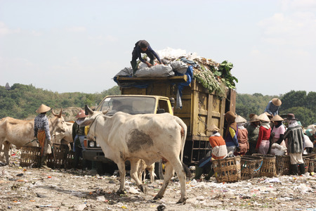 daily life at landfill. Cows and scavengers swarm the garbage trucksのeditorial素材