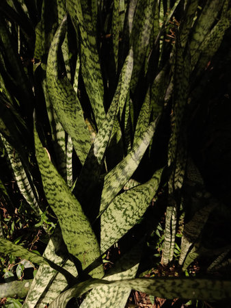 Wild sansivera plants in the jungleの写真素材