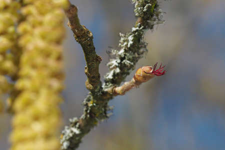 Brimstone butterfly on a willow blossomの写真素材