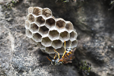 Gallic paper wasp building a nestの写真素材