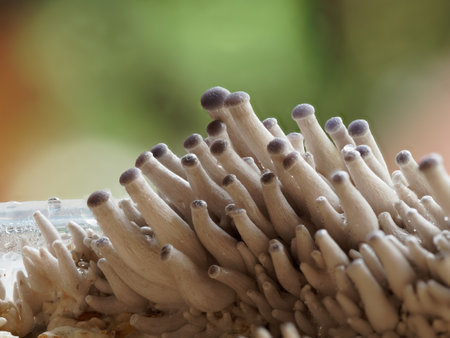 Tiny fruiting bodies of pale oysterの写真素材