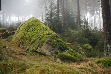 Mossy granite rock in a misty forestの写真素材
