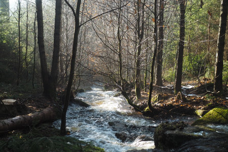 foaming wild brook in a sunlit young forestの写真素材