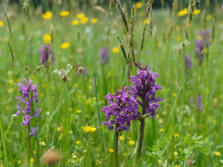 Orchid meadow with blooming flowers of broad-leaved orchidの写真素材