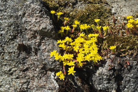 Flowering plant of pungent stonecrop on a rockの写真素材