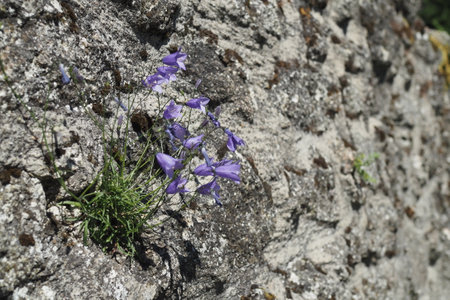 Flowering plant of american harebell on a rockの写真素材