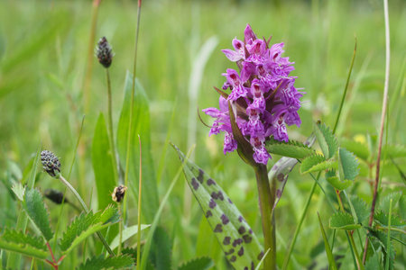 Single inflorescence of broad-leaved orchidの写真素材
