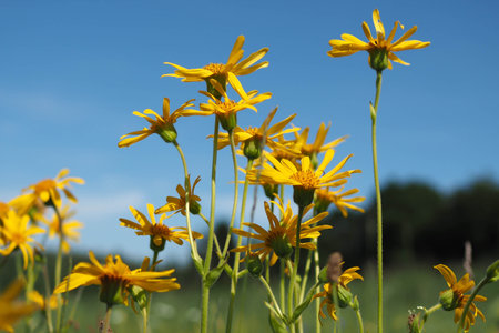 several wolfÂ´s bane blossomsの写真素材