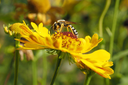 yellow banded furrow beeの写真素材