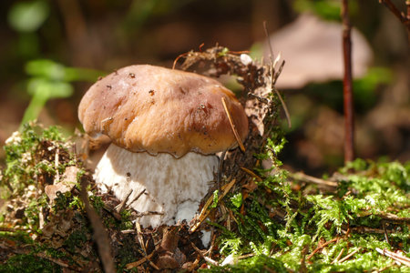 Fruiting body of edible boletusの写真素材