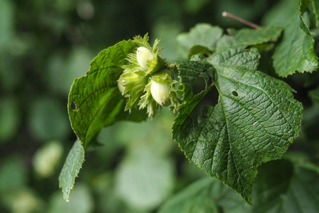 Unripe fruits of a hazelnut bushの写真素材