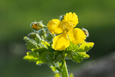 Close up of a Celandine (Chelidonium majus) flowerの写真素材