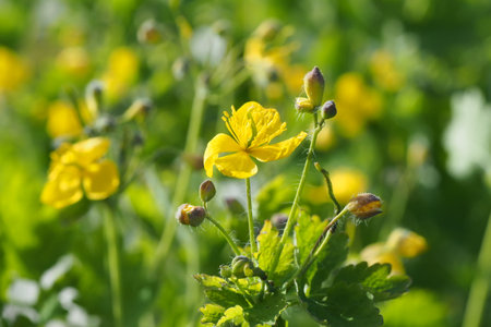 Yellow flowers of celandine (Chelidonium majus)の写真素材
