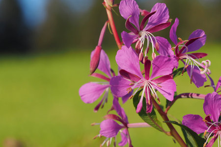 Pink Fireweed (Epilobium angustifolium)の写真素材