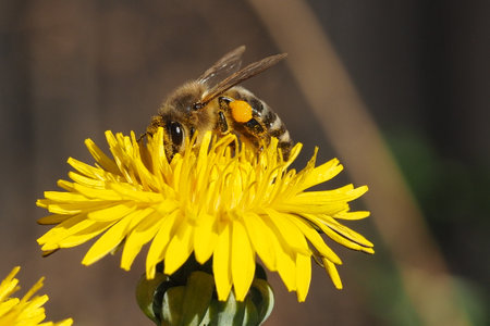 Honey bee on a yellow dandelion flower. Macro.の写真素材