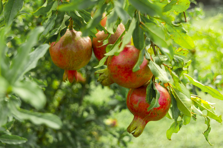 Pomegranates in orchard at the green branchの写真素材