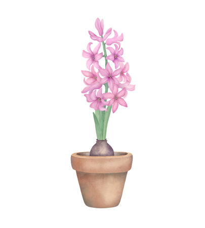 Pink hyacinth with green leaves in flowerpot. Watercolor botanical illustration isolated on white. Hand drawn spring flower for invitations, greetings, wedding, postcard design.の写真素材