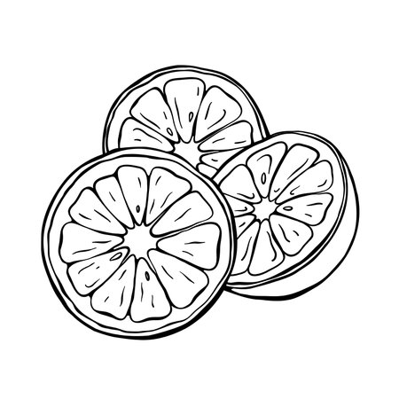 Citrus fruit vector sketchy drawing. Hand drawn isolated illustration of orange round slices. Grapefruit black and white line art. Clipart for postcards, banners, flyers, prints, pのイラスト素材