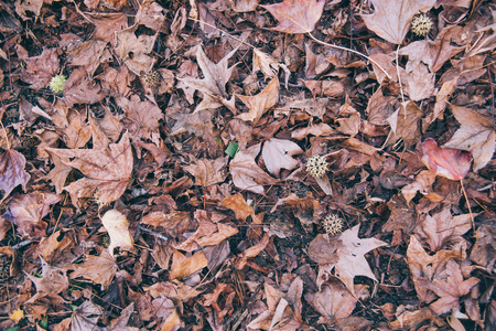 Dried Autumn Leaves in the ground fallen textureの写真素材