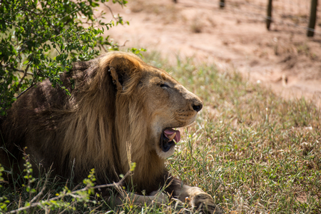 Male Lion Head With Tongue Out Pantingの写真素材