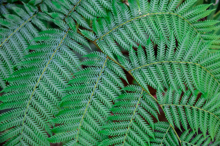 Green Pattern Leaves on Plant Texture Backgroundの写真素材