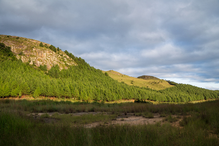 Landscape with pine trees on mountainの写真素材