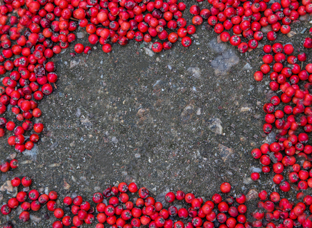 Red Fruit On the ground with space for textの写真素材