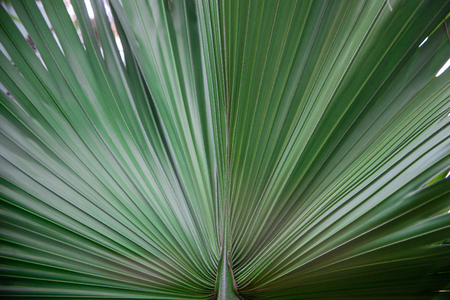 Green Leaf Abstract Art Pattern Plant backgroundの写真素材