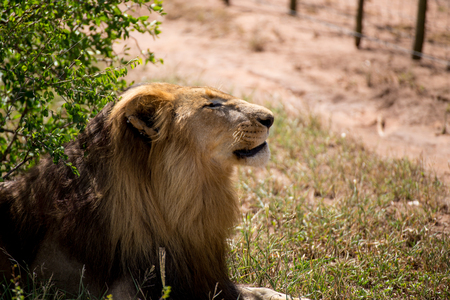 Male Lion With Eyes Closedの写真素材