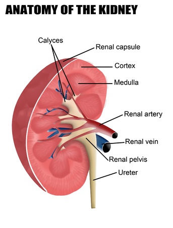 Anatomy of the kidney, vector illustration (for basic medical education, for clinics & Schools)のイラスト素材