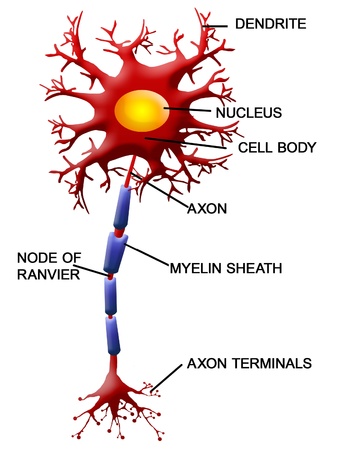 Structure of a motor neuron illustration