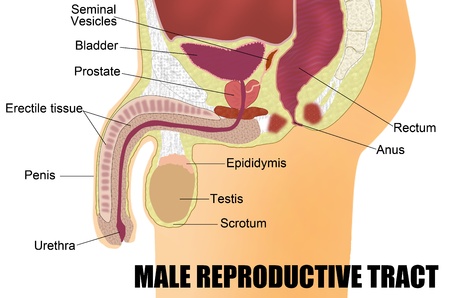 Male Reproductive Systemのイラスト素材
