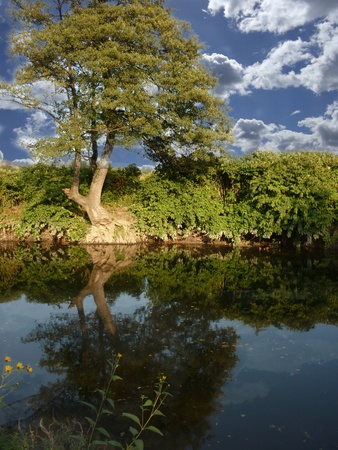 Beautiful landscape. Green tree on blue sky backgroundの写真素材