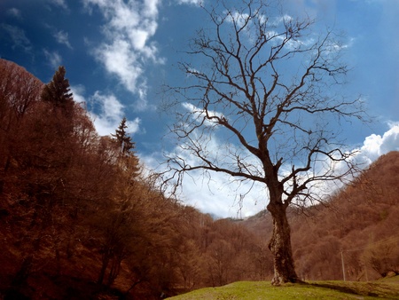 Lonley tree on beautiful landscapeの写真素材