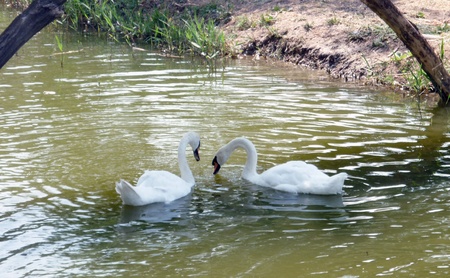 Romantic couple of swans on the lake の写真素材