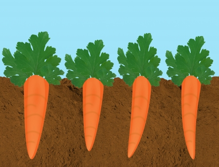  A cross-section of carrots growing in rich, dark soilのイラスト素材