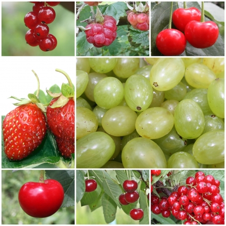 colorful fruit collage of eight photosの写真素材