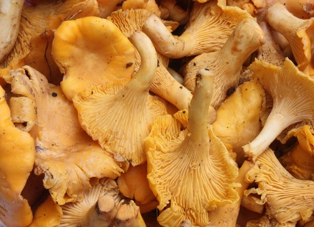 chanterelle mushrooms backgroundの写真素材