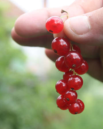 redcurrant on handの写真素材