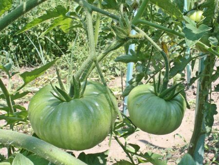Green tomatoes on bushの写真素材